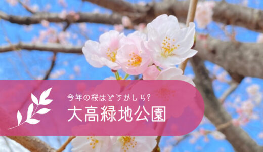 生まれたては眩しい！名古屋市の大高緑地公園の桜を愛でた休日