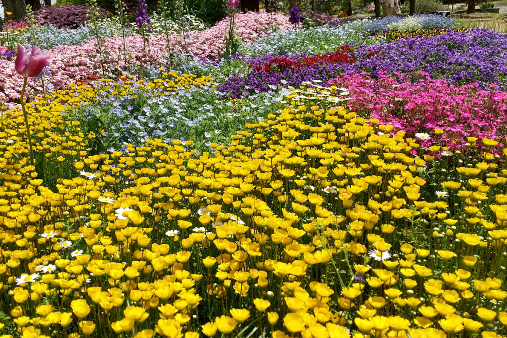 浜名湖ガーデンパークの花