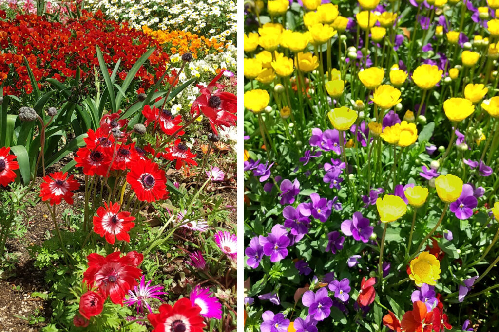 浜名湖ガーデンパークのふれあい花壇の花