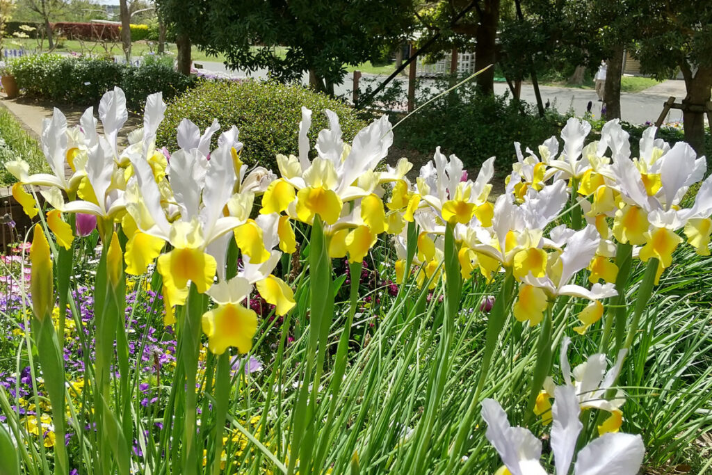 浜名湖ガーデンパークのふれあい花壇の花