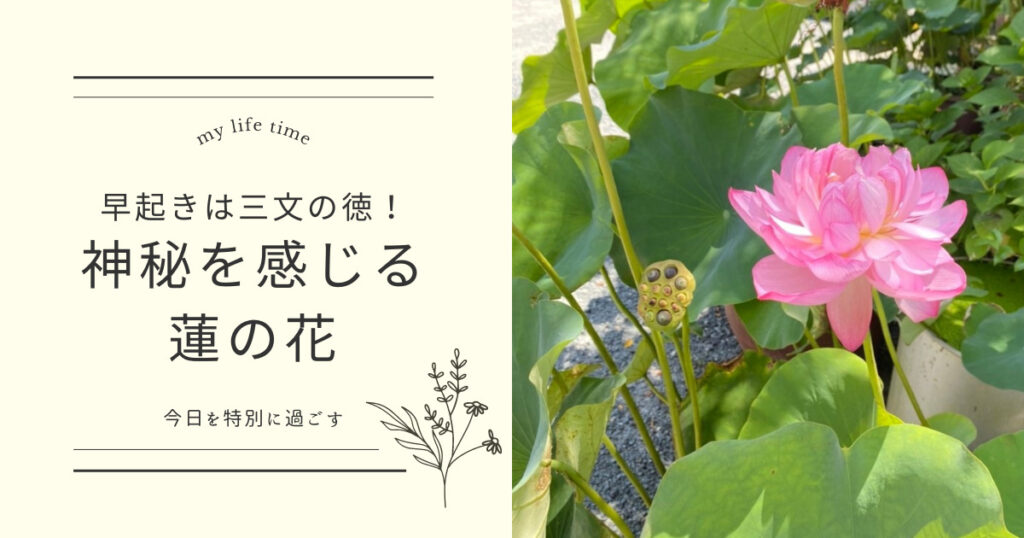 早起きしたら美しい蓮の花たちに出逢えました！ | 花笑 HANAWARAI