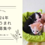可愛い子猫が４匹産まれました！里親さん募集中です【受付終了4/14】