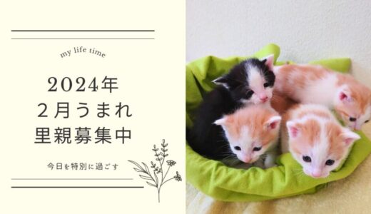 可愛い子猫が４匹産まれました！里親さん募集中です