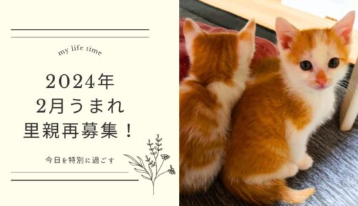 【再募集】静岡県磐田市　子猫ちゃん（茶✕白）の里親大募集中です！
