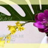 2024_いけばな田名網_100203