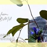 いけばな田名網｜2025年9月分お稽古作品　初秋の自由花・三種生等