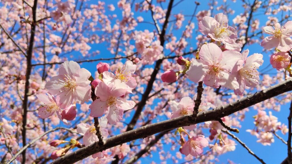 静岡県浜松市 東大山河津桜祭り2026