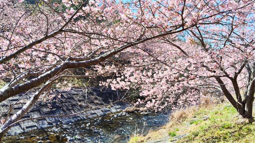 静岡県浜松市 東大山河津桜祭り2026