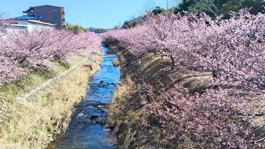 静岡県浜松市 東大山河津桜祭り2026