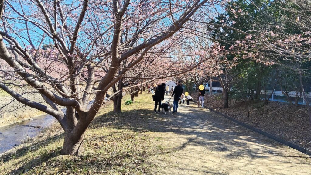静岡県浜松市 東大山河津桜祭り2026