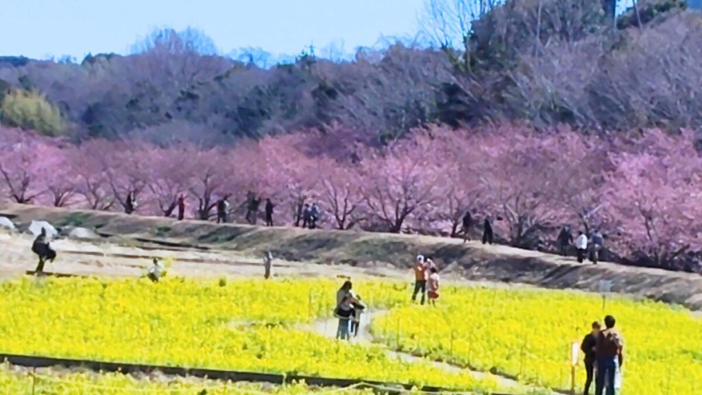 静岡県浜松市 東大山河津桜祭り2026