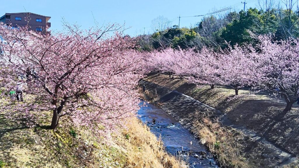 静岡県浜松市 東大山河津桜祭り2026
