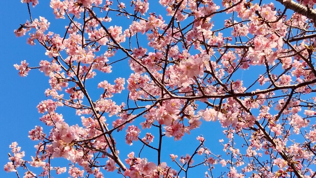 静岡県浜松市 東大山河津桜祭り2026