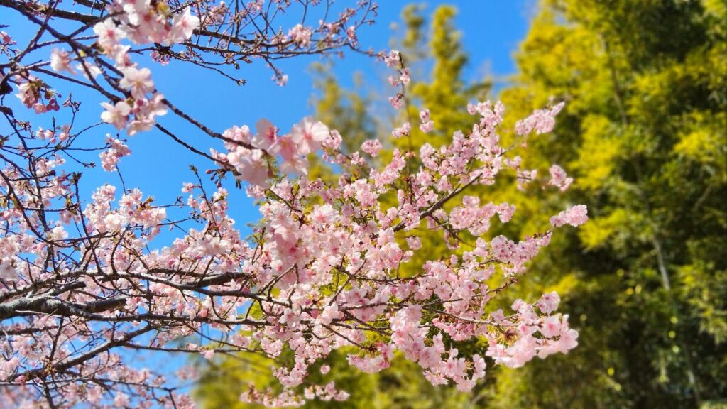 静岡県浜松市 東大山河津桜祭り2026