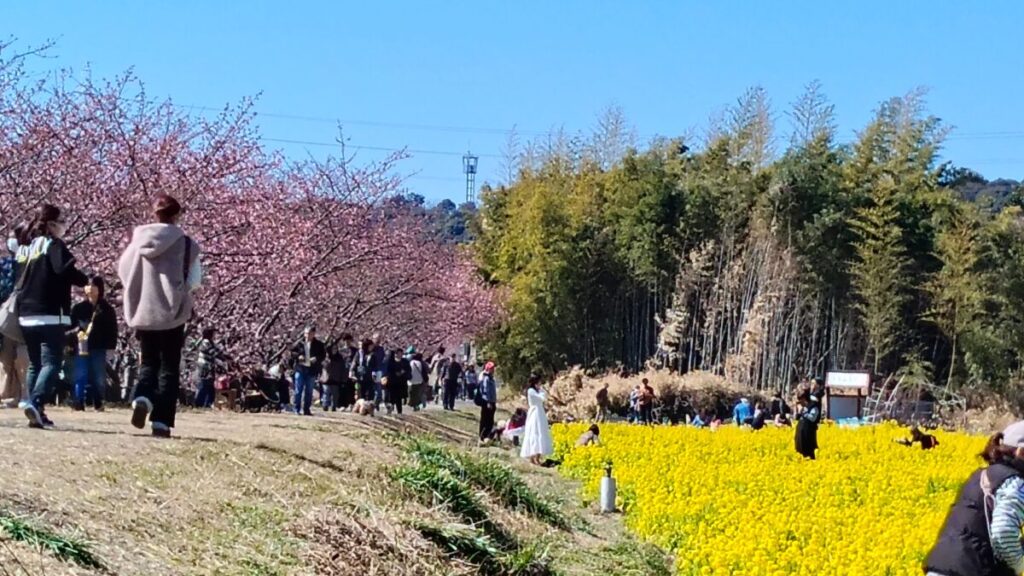 静岡県浜松市 東大山河津桜祭り2026
