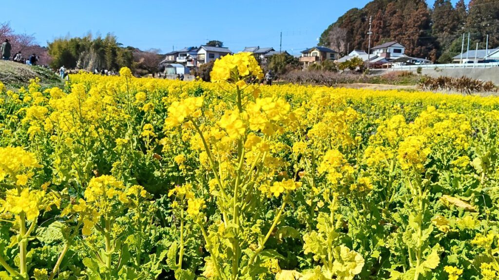 静岡県浜松市 東大山河津桜祭り2026
