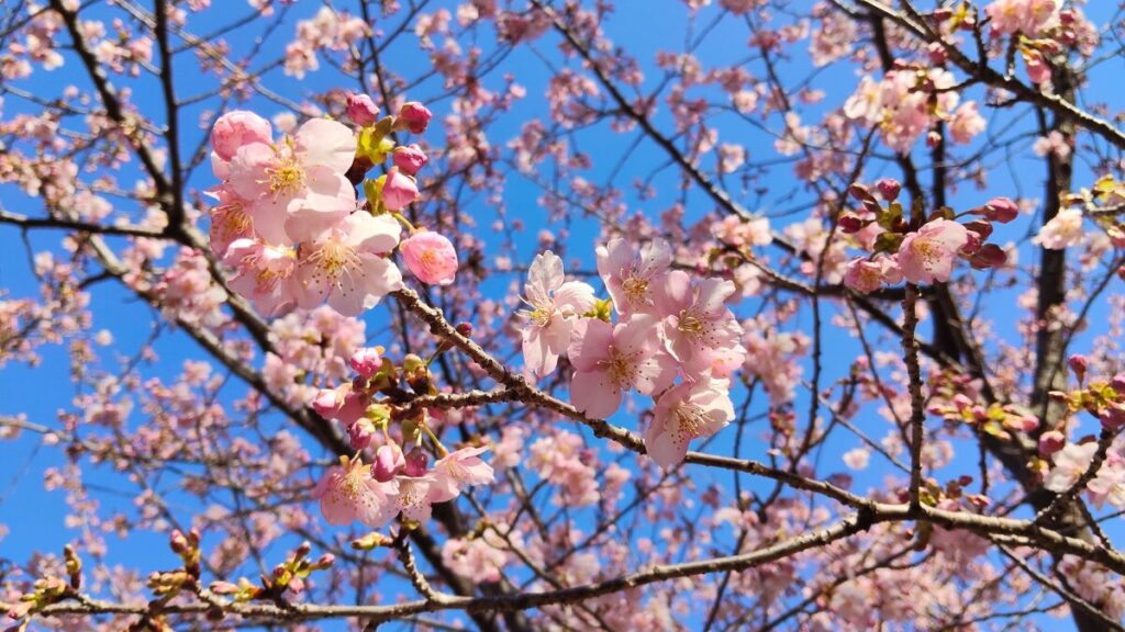 静岡県浜松市 東大山河津桜祭り2026