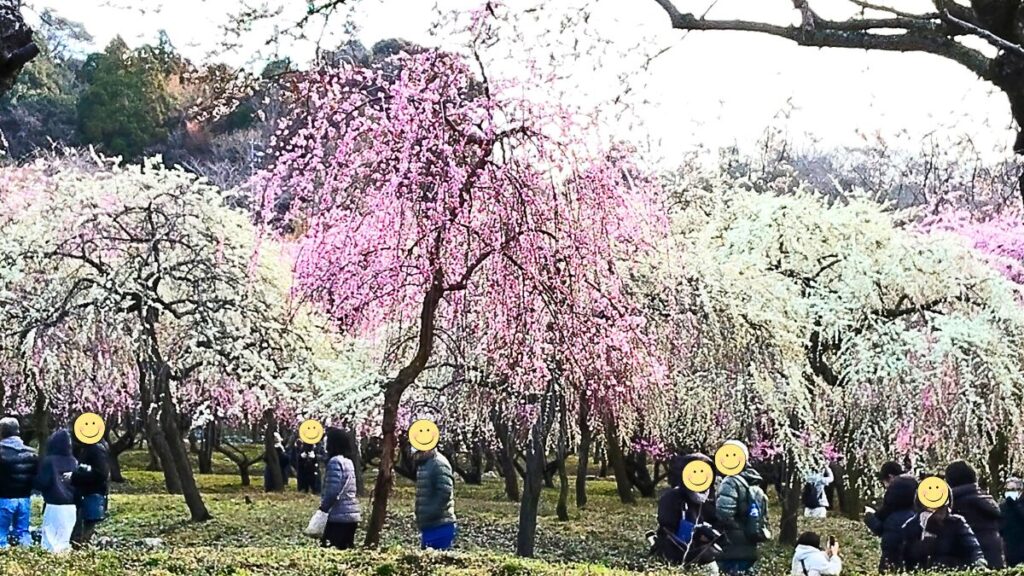 いなべ市農業公園　梅林公園　梅まつり2026