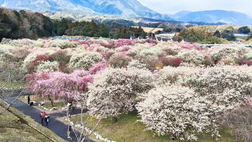 いなべ市農業公園　梅林公園　梅まつり2026