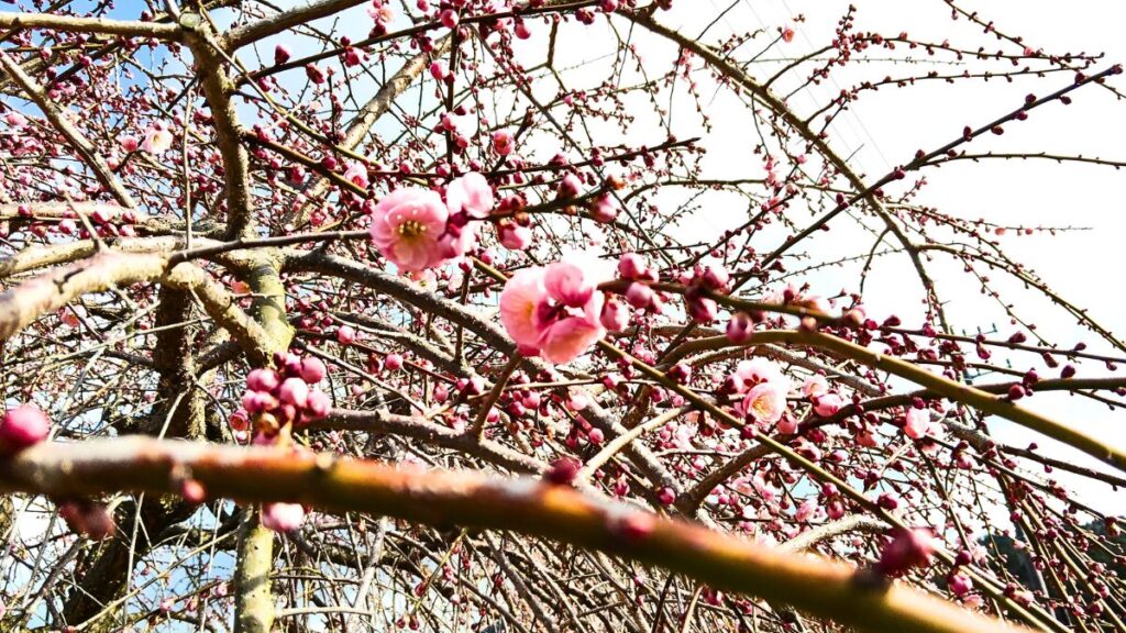 いなべ市農業公園　梅林公園　梅まつり2026