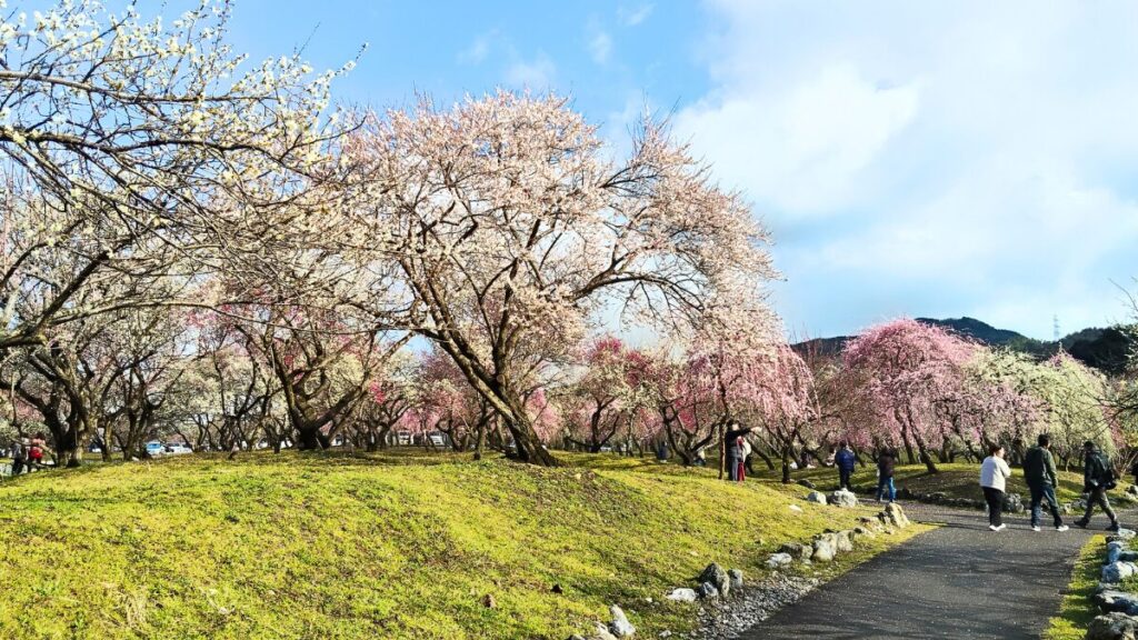 いなべ市農業公園　梅林公園　梅まつり2026