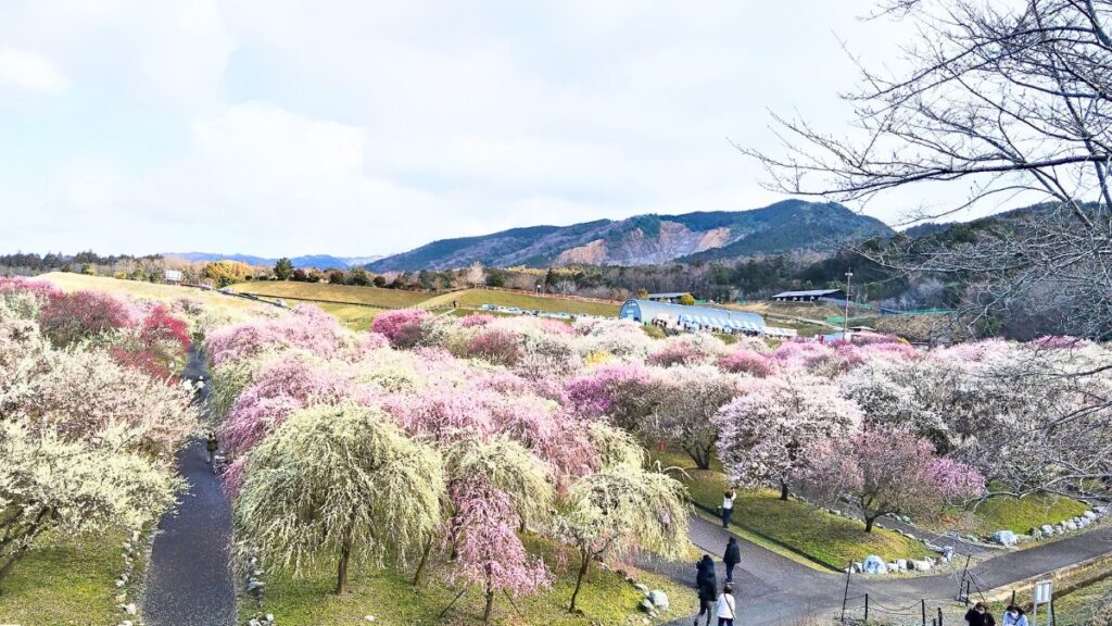 いなべ市農業公園　梅林公園　梅まつり2026