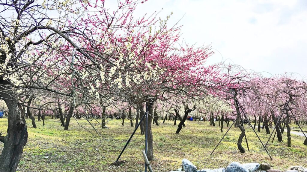 いなべ市農業公園　梅林公園　梅まつり2026