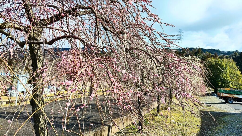 いなべ市農業公園　梅林公園　梅まつり2026