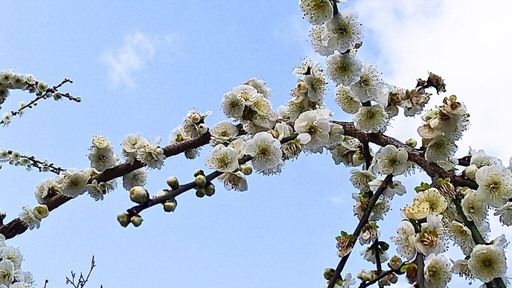 いなべ市農業公園　梅林公園　梅まつり2026