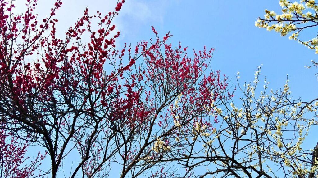 いなべ市農業公園　梅林公園　梅まつり2026