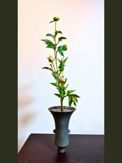 池坊 片岡いけばな教室 芍薬の一種生