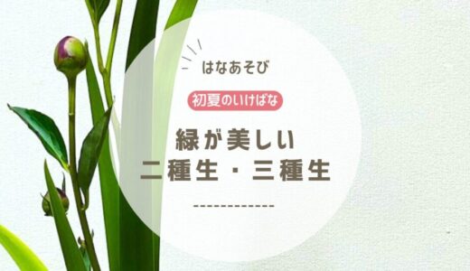 初夏のいけばな｜緑が美しい生花二種生、三種生