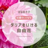 初夏のいけばな｜ダリアをつかった自由花