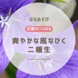 初夏のいけばな｜爽やかな風なびく二種生