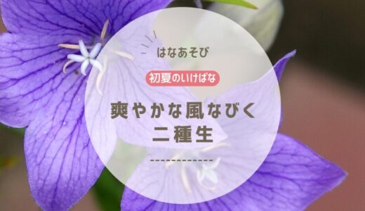 2026_松野いけばな教室6月分_1