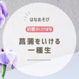 初夏のいけばな｜菖蒲の一種生をいけました