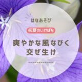 初夏のいけばな｜爽やかな風なびく交ぜ生け