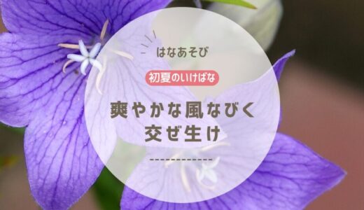 2026_松野いけばな教室6月_1