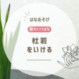 夏のいけばな｜杜若をいける