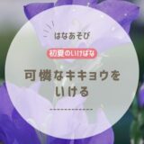初夏のいけばな｜可憐なキキョウをいけてみた